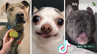 Funny Doggos to Make You Feel Happy 🤣 These must be the cutest dogs!❤️
