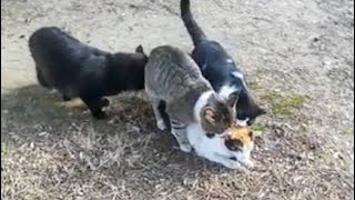 Three angry male cats fight over a female cat #cat #cats #catvideos