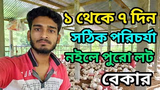 ১ থেকে ৭ দিন  প্রথম বয়লার মুরগি পরিচর্যা সঠিক না হলে পুরো লট বেকার দেখুন বিস্তারিত |