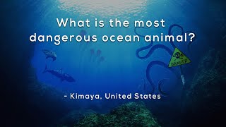 What's the most dangerous animal in the ocean?