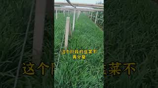 韭菜七月份，还需施肥吗？ #韭菜种植 #韭菜  #种植小技巧 #农业种植技术