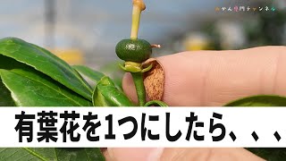 みかんの有葉花を生理落果で落とさないためにやったこと。