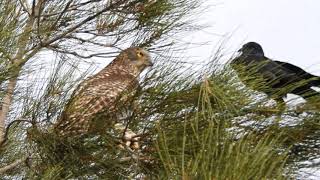 Powerful Owl fends off Australian Raven