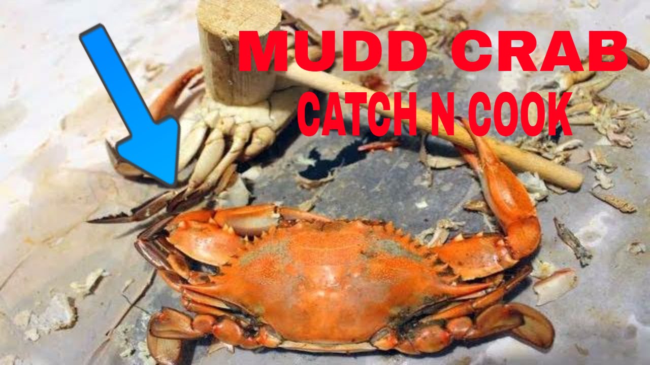 Mud Crab Catch N Cook Uncut Version Youtube