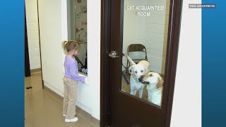 How modern shelter design is helping pet adoptions in Northeast Ohio