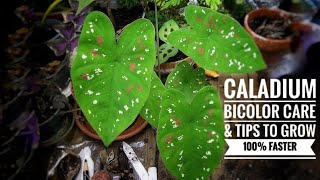 কিভাবে আমরা বাহারি রঙের কচু গাছের যত্ন করবো? | Caladium Bicolor Plant Care | ছাদ বাগান