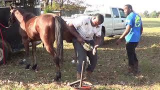 Tyler Texas Farrier at Work