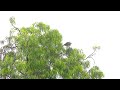 নিশি বক black crowned night heron earth explore