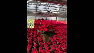 Poinsettia variety Christmas Mouse. @marcoconti0333