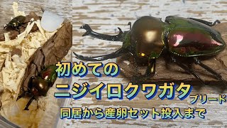 【ニジイロクワガタ⑦】初めてのニジイロクワガタ　ブリード【同居から産卵セット投入まで】