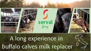 Expertise in buffalo calves milk feeding