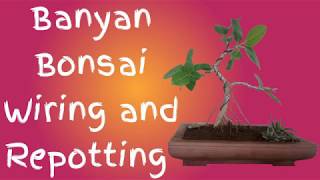 Banyan Bonsai Wiring and Repotting|Sree Bonsai Zone |Bonsai Tutorial in Tamil |25/1/2020 #BanyanTree