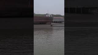 Grizzly Bear on the Naknek River