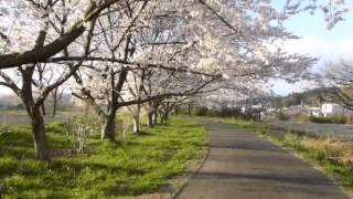 越生越辺川の遊歩道「桜並木」：埼玉県入間郡越生町