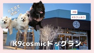 【ドッグランカフェ】人工芝の綺麗でおしゃれなドッグランカフェで遊び尽くすポメラニアン｜K9cosmic