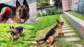 German Shepherd playing with ball | 1 year old (Alveen)