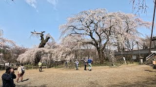 埼玉県　清雲寺（2024　0402）しだれ桜