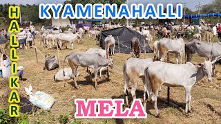 Kyamenahalli cattle fair 2021 - Hallikar mela