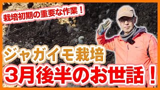 家庭菜園や農園のジャガイモ栽培でやるべき3月後半の重要お世話！栽培初期の重要作業とジャガイモの育て方！【農家直伝】