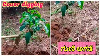 Cover digging | Circle digging | ಗುಣಿ ಅಗತೆ | ಸಣ್ಣ ಗಿಡ ಚೆನ್ನಾಗಿ ಬೆಳೆಯಲು ಗುಣಿ ಅಗತೆ ಮಾಡಿ |