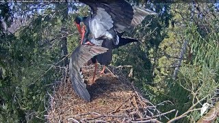 Melnais stārķis 2018/04/07~First mating after arrival~15h31m