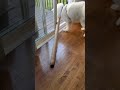 you don’t give your samoyed work they find it themselves 😂 cute samoyed short viral