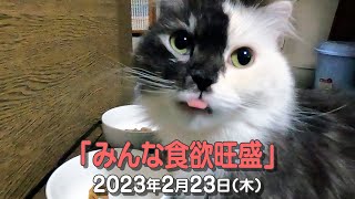 我が家の猫たち「みんな食欲旺盛」2023年2月23日(木) \