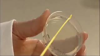 How To Streak Starter Plates for pGLO Bacterial Transformation Kits