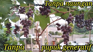 Anggur berbuah lebat tanpa naungan tanpa pupuk generatif