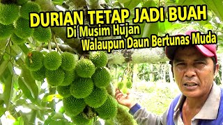 DURIAN Tetap Berbuah Lebat👍Walaupun Hujan & Daun Bertunas Muda , PART 10