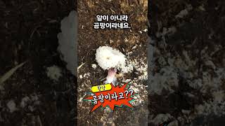 사슴벌레가 알을 낳았다?😲