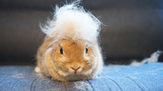 Rabbit hair loss is amazing