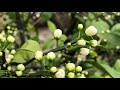 【micro vision】the citrus reticulata that everyone loves【微观视觉】大家爱吃的柑橘🍊，可知道它们开花的模样？