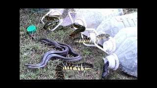 Wow Amazing Human Catch Water Snake Использование бутылочной пластиковой змеиной ловушки