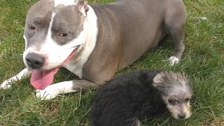 Pitbull vs 12 Week Old Morkie * Roc and Zumi Puppy Dog Playground DCTC