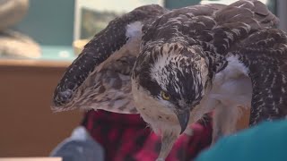 Mainers embrace winter by exploring the state's diverse wildlife