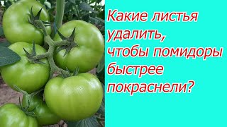 Удалите эти несколько листьев на томатах и посмотрите на результат!