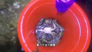 赶海抓螃蟹没想到遇到一个超大八爪鱼在抓小螃蟹吃！#赶海 #捉螃蟹 #真实户外 #赶海生活