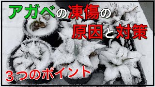 アガベの凍傷の原因と対策【３つのポイント】