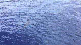 Blue Marlin chases Yellowfin Tuna behind Wani Kanati, Harbour Island, Bahamas