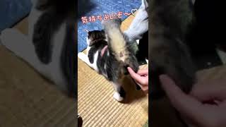 【くろたま】お尻ゴシゴシされて嬉しいのか😆 #short #猫 #猫 #CAT