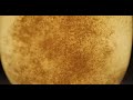 beer alcoholic beverage fizz 4k royalty free stock footage