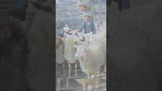 Herding Sheep in 1928 - Restored Footage