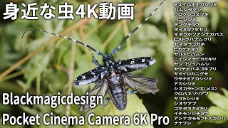 【身近な虫4K動画 #8】2021年6月中旬