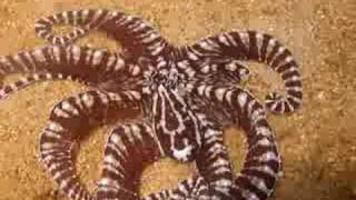 Mimic Octopus \u0026 Wonderpus