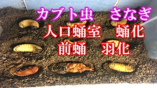 危険！！蛹化不全　カブトムシ幼虫　蛹化　人口蛹室　前蛹　蛹室　羽化　さなぎ　さなぎ室　羽化不全　注意点　失敗しないためには