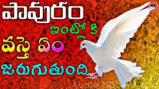 పావురాలు ఇంట్లోకి వస్థే ఏం జరుగుతుంది ? | Significance Of Pigeon Coming To Home | AudioBookWorld