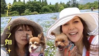 チワワちゃん＆ヨーキー君と初のネモフィラ花畑 in「くじゅう花公園」①🐶💕🐶