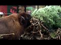 christmas trees served to animals at berlin zoo