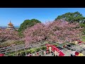 sakura at the back hill of tianyuan temple in tamsui淡水天元宮後山櫻花_紓壓音樂_配樂：櫻花樹下的樂章_陳志遠與ai共同創作_2025年1月29日